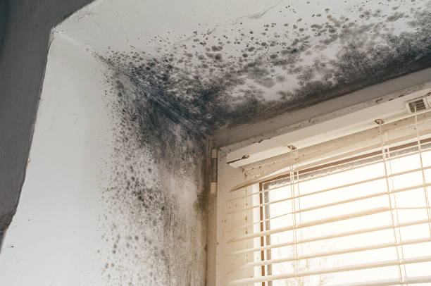 Affordable Mold Cleanup solutions in Conroe, TX
